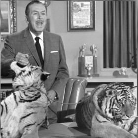 Walt Disney with tigers