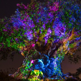 Tree of Life