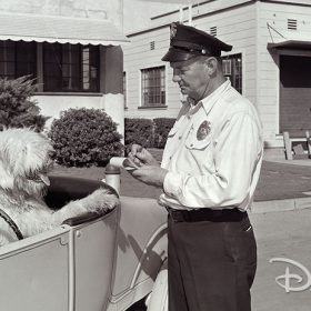 Dog gets ticket at the Walt Disney Studios
