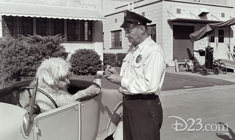 Dog gets ticket at the Walt Disney Studios
