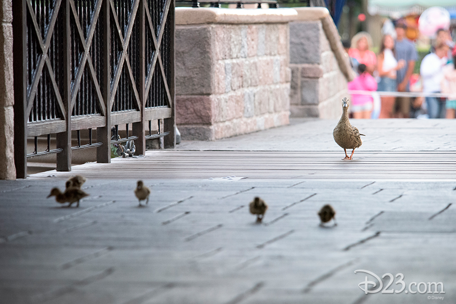 Ducks cross Sleeping Beauty Castle drawbridge