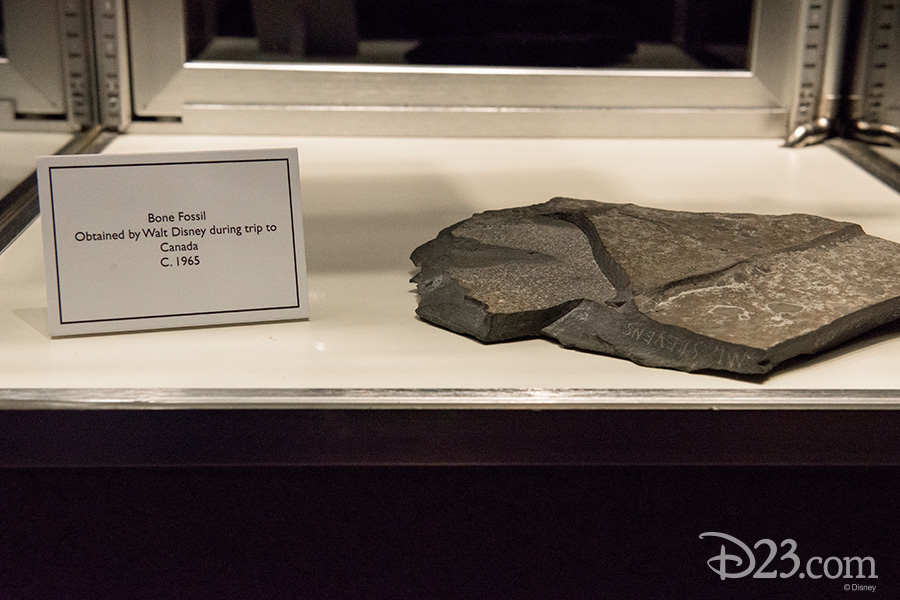 Bone fossil obtained by Walt Disney during trip to Canada, circa 1965