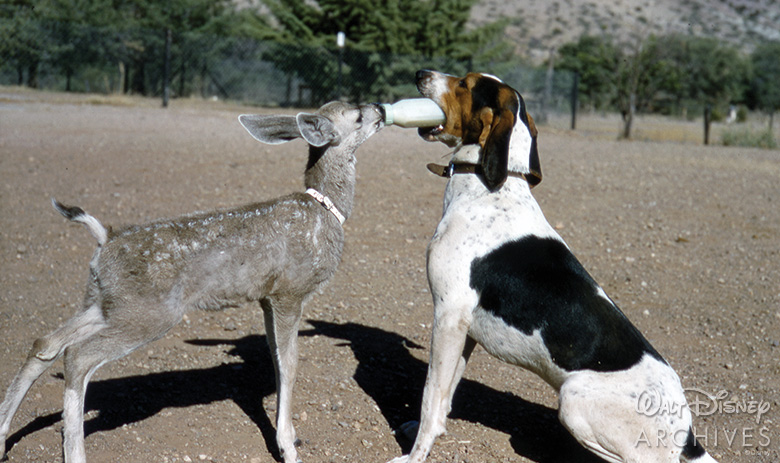 The Wetback Hound