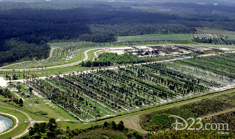 Disney Tree Farm