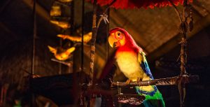 Enchanted Tiki Room