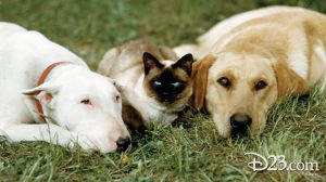 the incredible journey