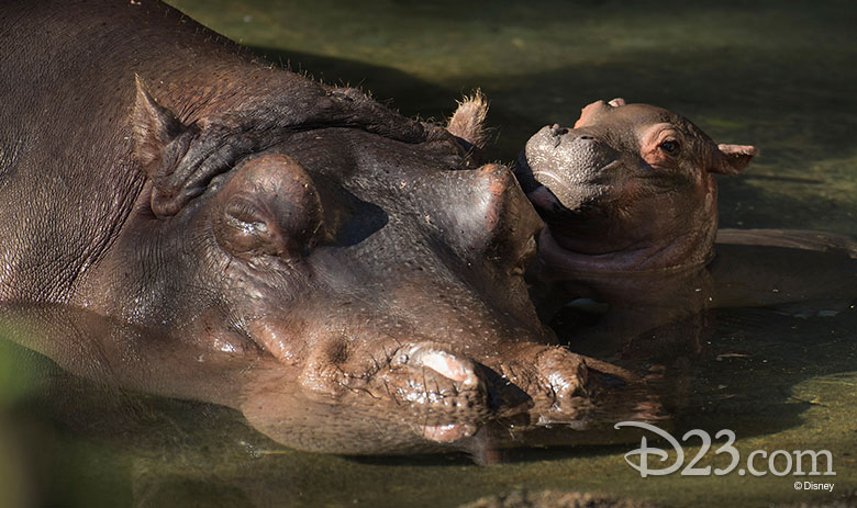 Baby hippo at Disney's Animal Kingdom
