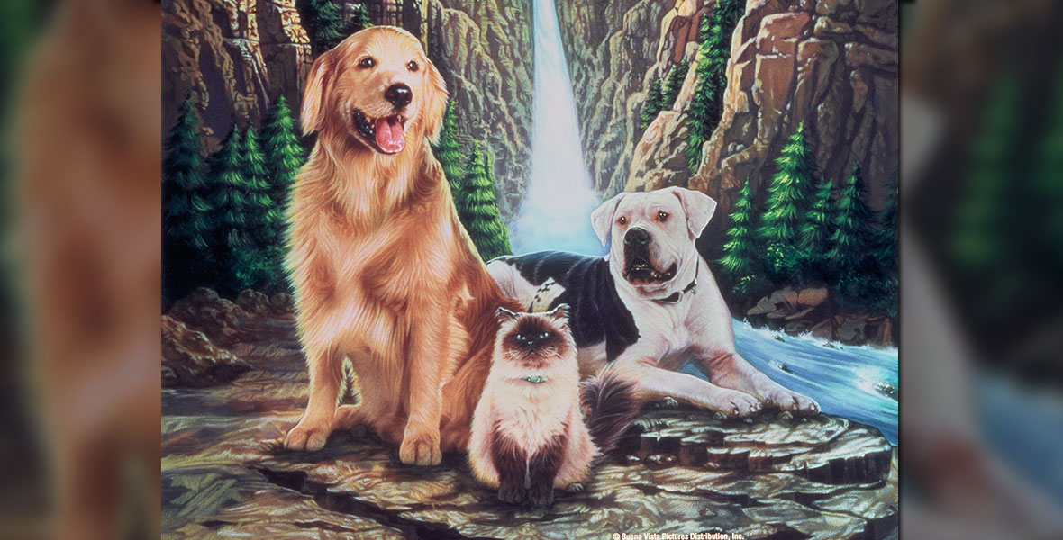 Did You Know 8 Incredible Facts About Homeward Bound The Incredible Journey D23