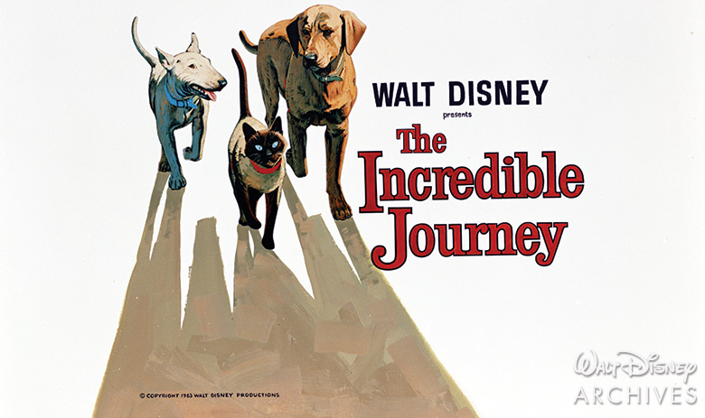 Did You Know 8 Incredible Facts About Homeward Bound The Incredible Journey D23