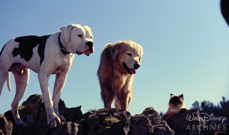 Did You Know 8 Incredible Facts About Homeward Bound The Incredible Journey D23