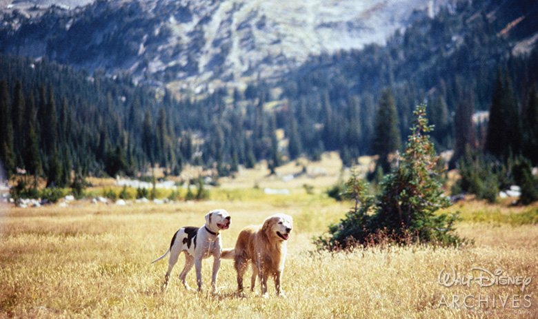 Homeward Bound Chance What Kind Of Dog