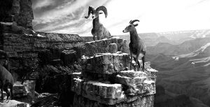 Grand Canyon Diorama
