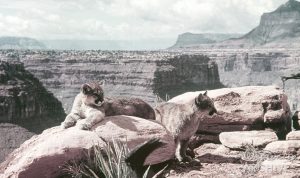 Grand Canyon Diorama