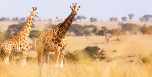 Adventures by Disney Africa Safari