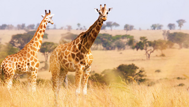 Adventures by Disney Africa Safari