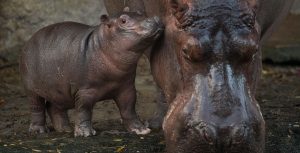 Disney's Animal Kingdom new babies