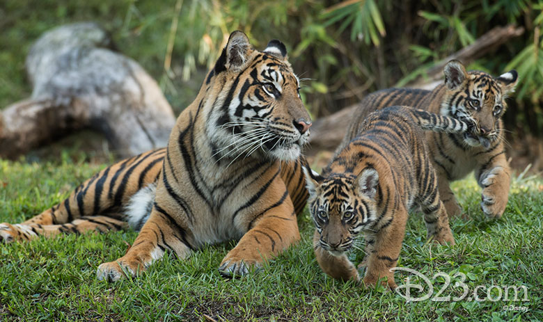 Disney's Animal Kingdom new babies