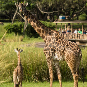 Disney's Animal Kingdom Giraffe Calf