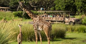 Disney's Animal Kingdom Giraffe Calf