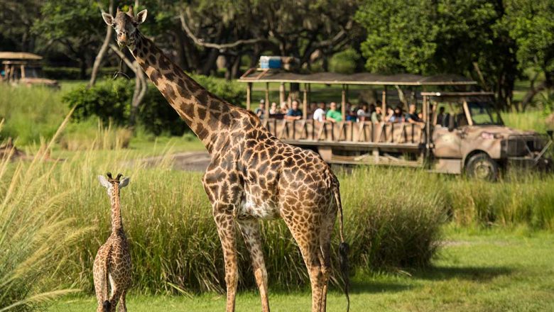 Meet Aella—The Giraffe Calf Just Debuted at Disney's Animal Kingdom - D23