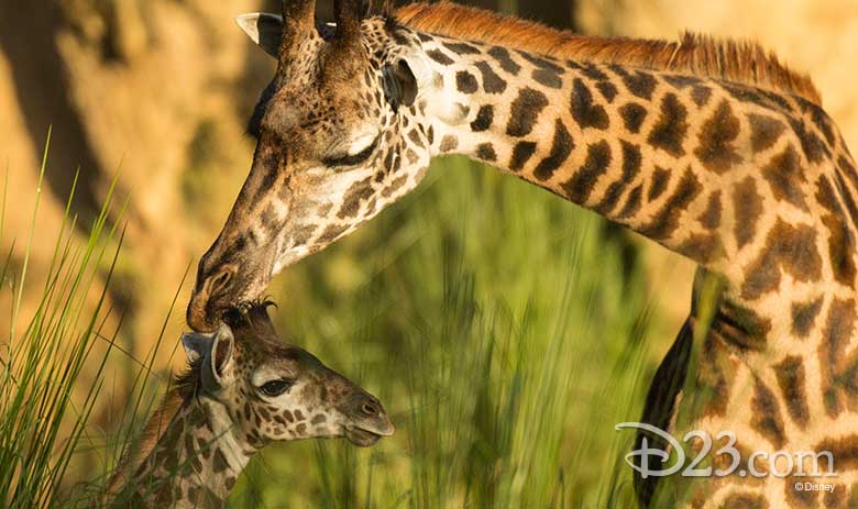 Disney's Animal Kingdom Giraffe Calf