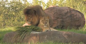ABD South Africa Safari