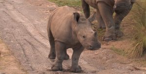 ABD Safari