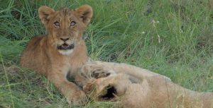 ABD Safari