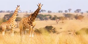 ABD Safari