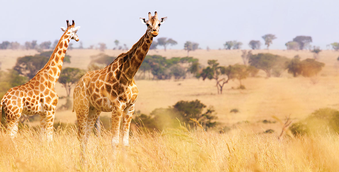 ABD Safari
