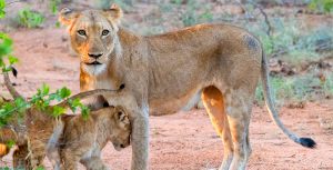 ABD Safari