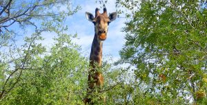 ABD Safari