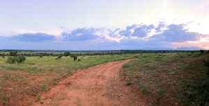 ABD Safari