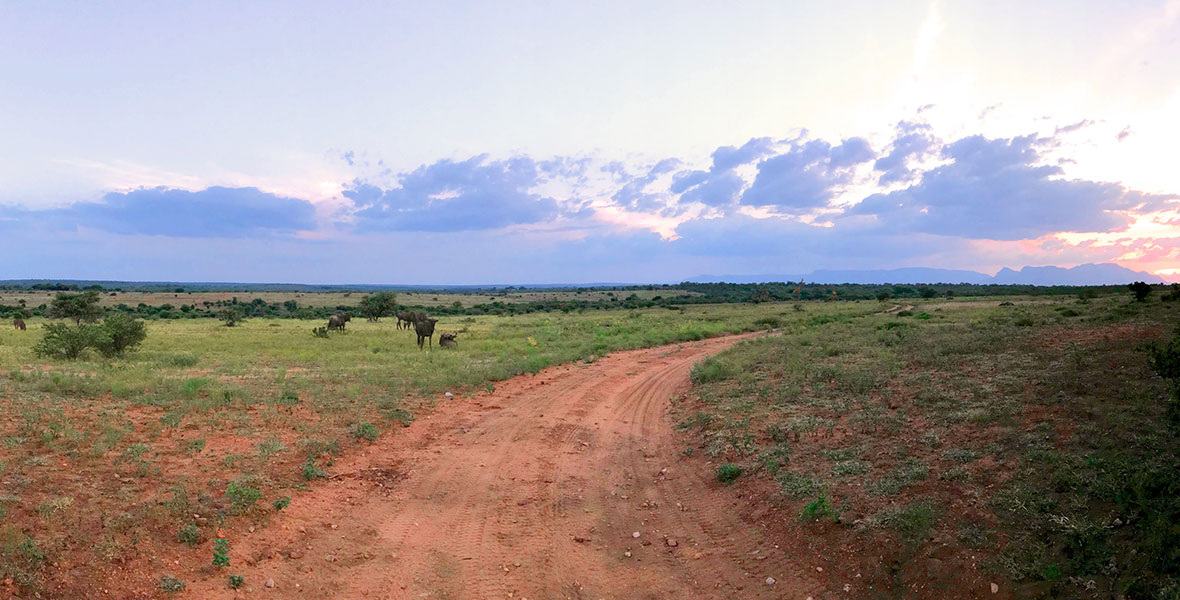 ABD Safari