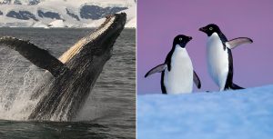 Disneynature
