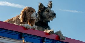 Lady and the Tramp Disney+