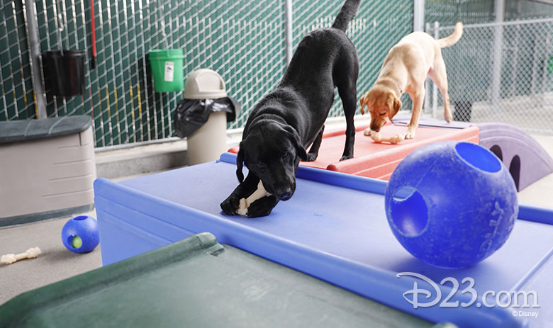 pick of the litter disney plus dogs