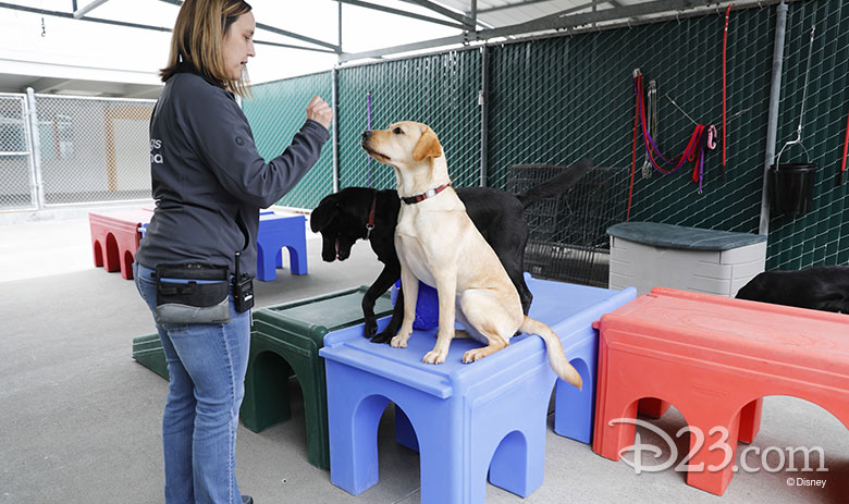 pick of the litter disney plus dogs being trained