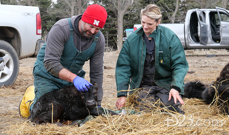 Heartland Docs, DVM and Critter Fixers: Country Vets 