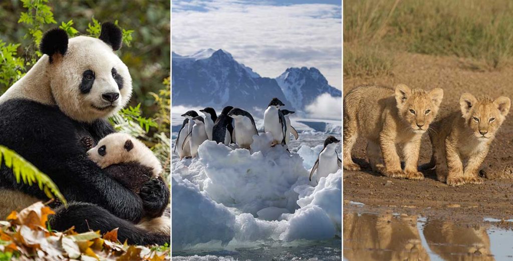 10 Disneynature Films on Disney+ to Celebrate Earth Month