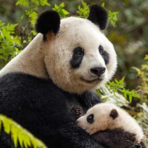 disney nature roundup