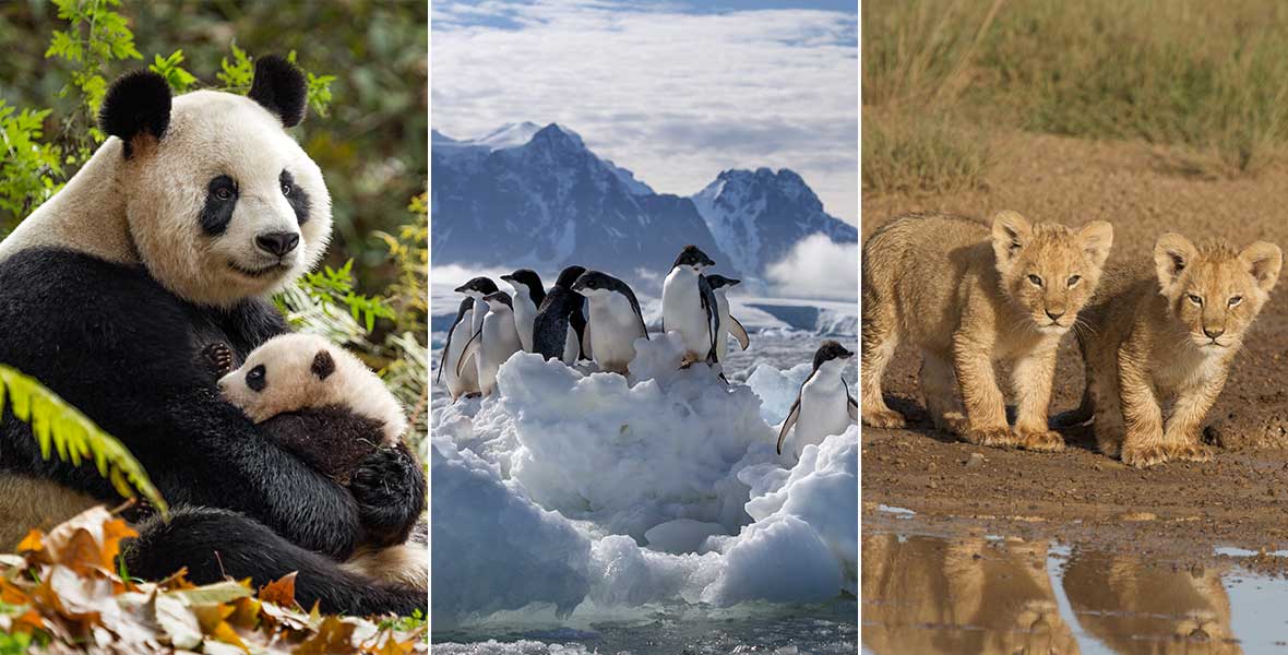 10 Disneynature Films on Disney+ to Celebrate Earth Month D23