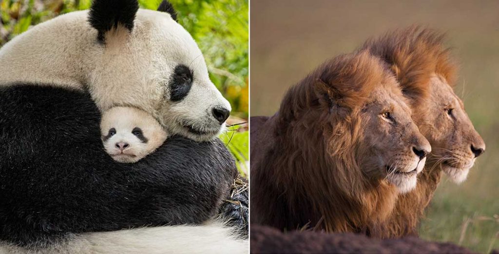 Enjoy Discounted Disneynature Films For a Limited Time