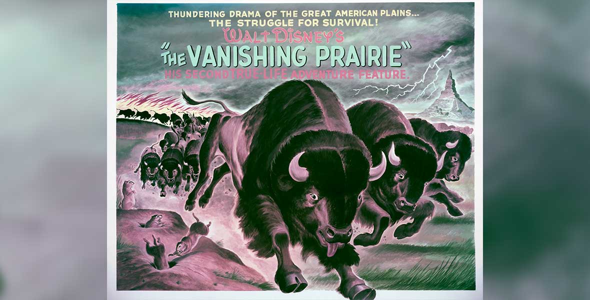 Revisiting Walt Disney's True-Life Adventures: The Vanishing Prairie - D23