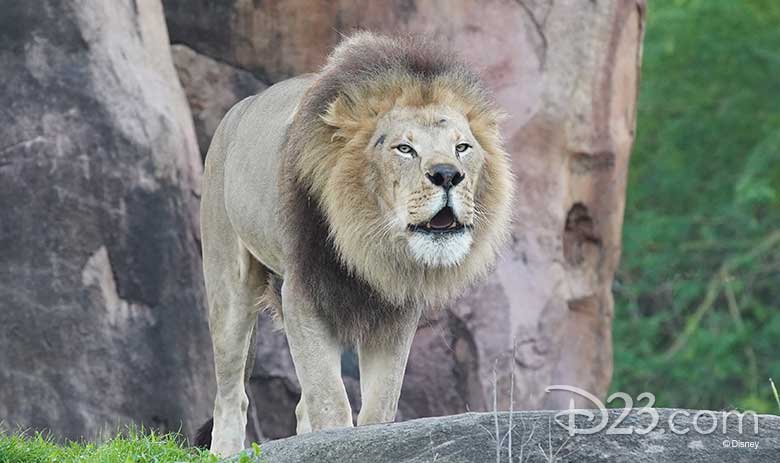 magic of disney's animal kingdom