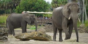 animal kingdom