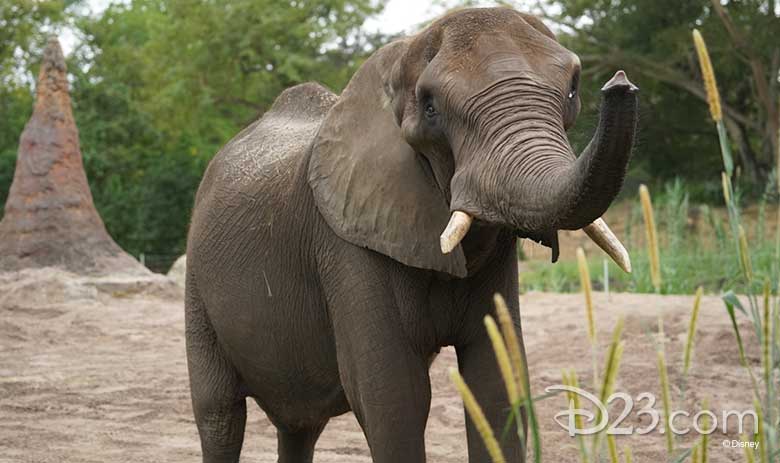 magic of disney's animal kingdom