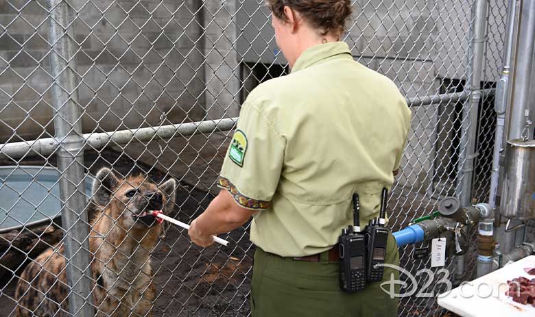 animal kingdom