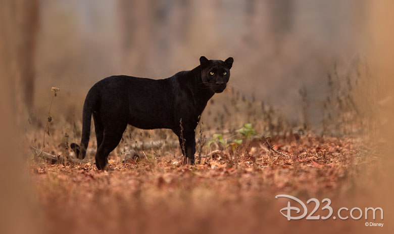 The Real Black Panther