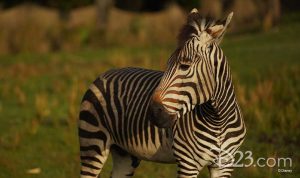Magic of Disney&rsquo;s Animal Kingdom